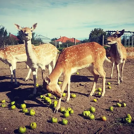 Appartement Bodzahaz Tarján